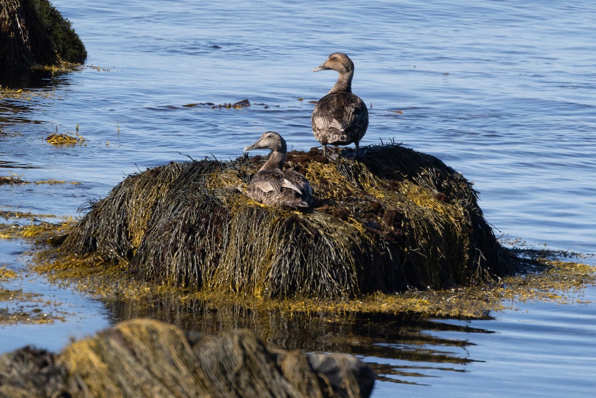 Common Eider - ML640177755