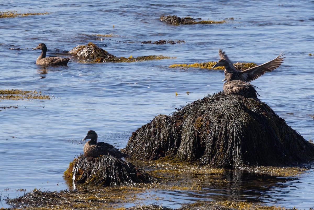 Common Eider - ML640177756