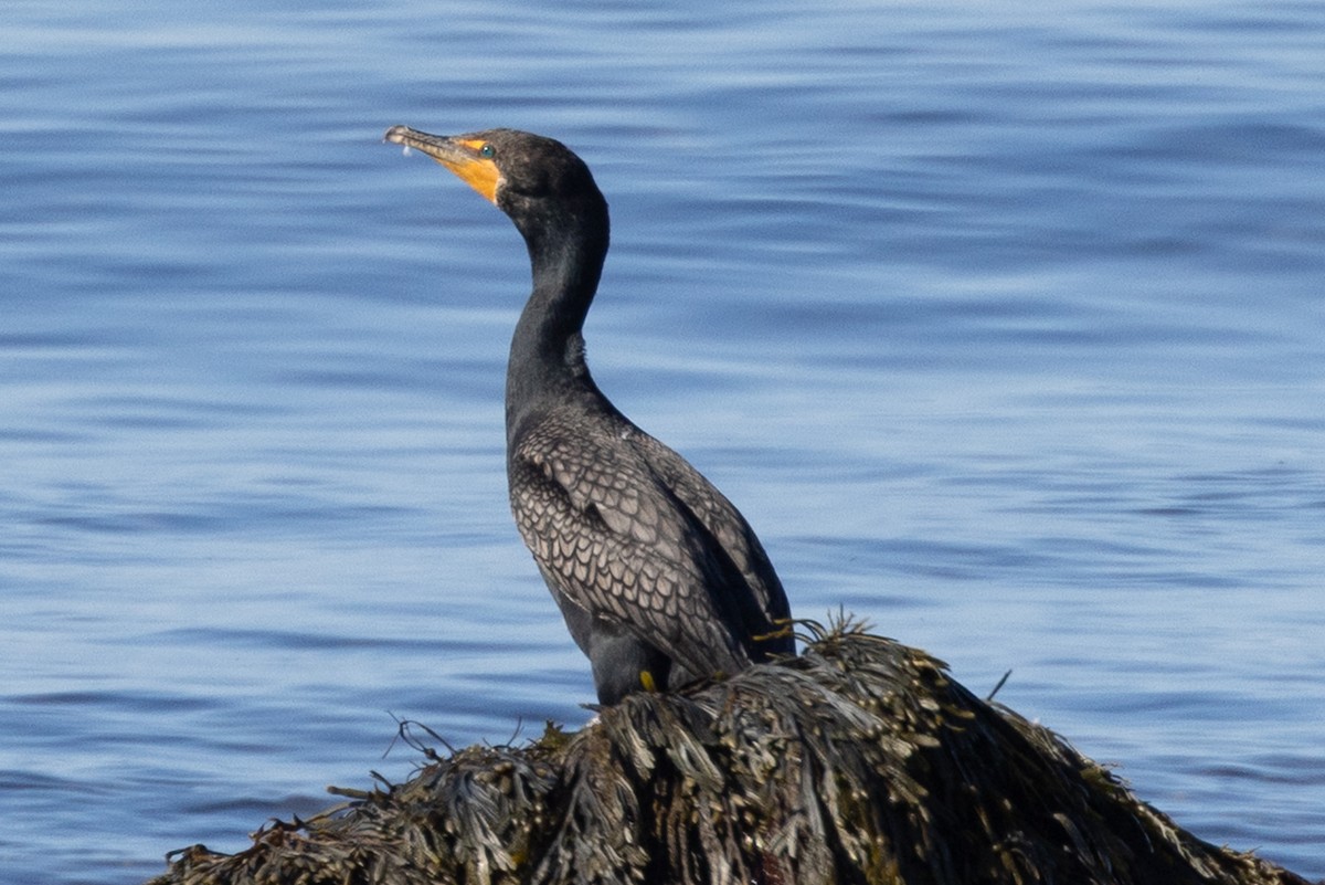 Double-crested Cormorant - ML640177759