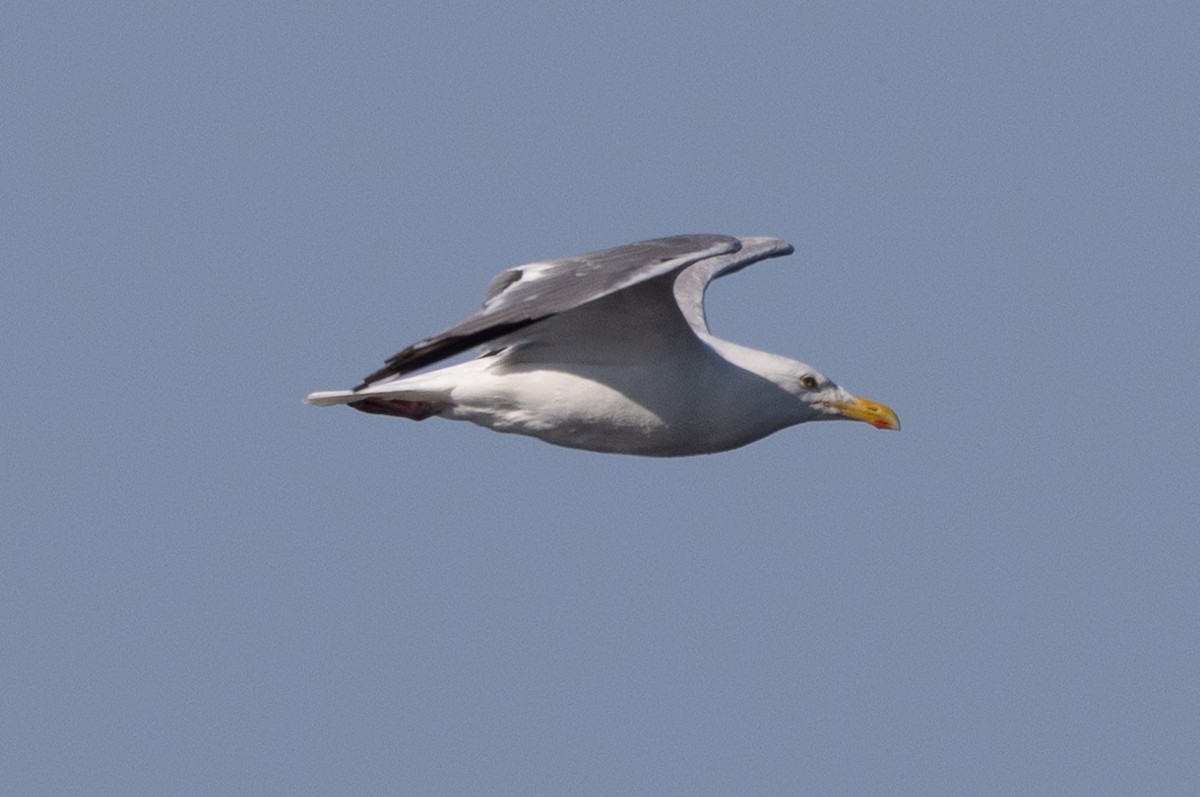 American Herring Gull - ML640177768