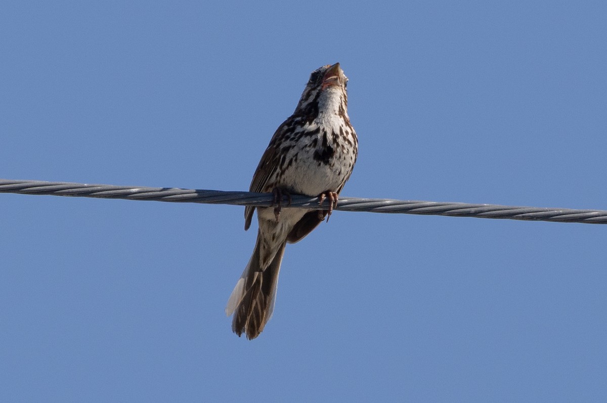 Song Sparrow - ML640177773