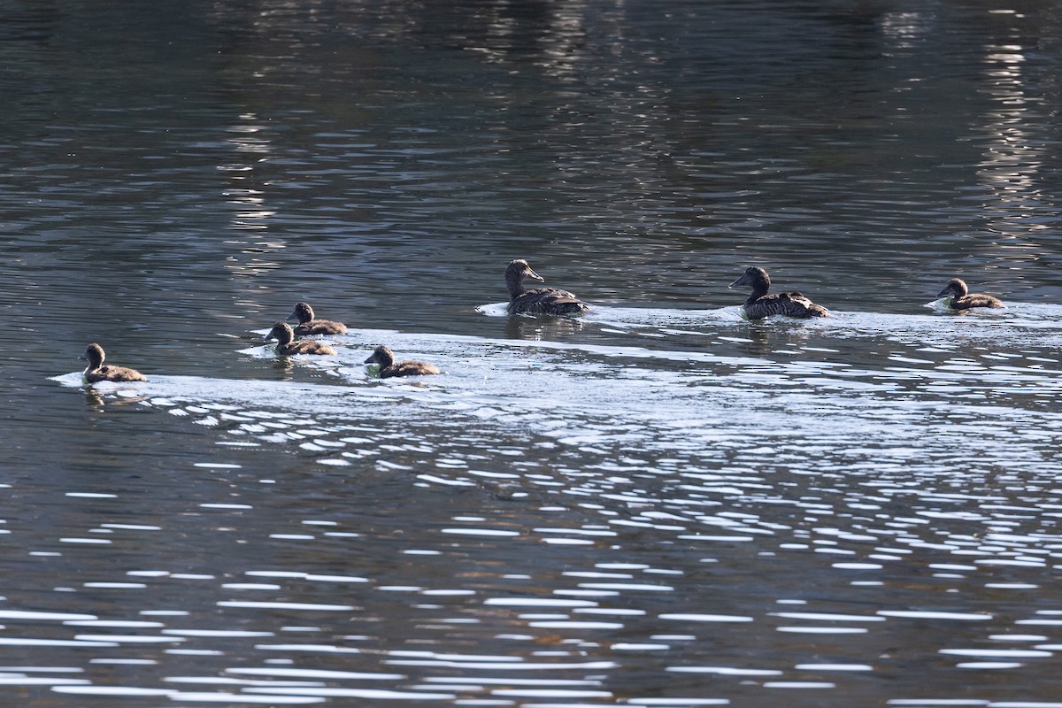 Common Eider - ML640177777