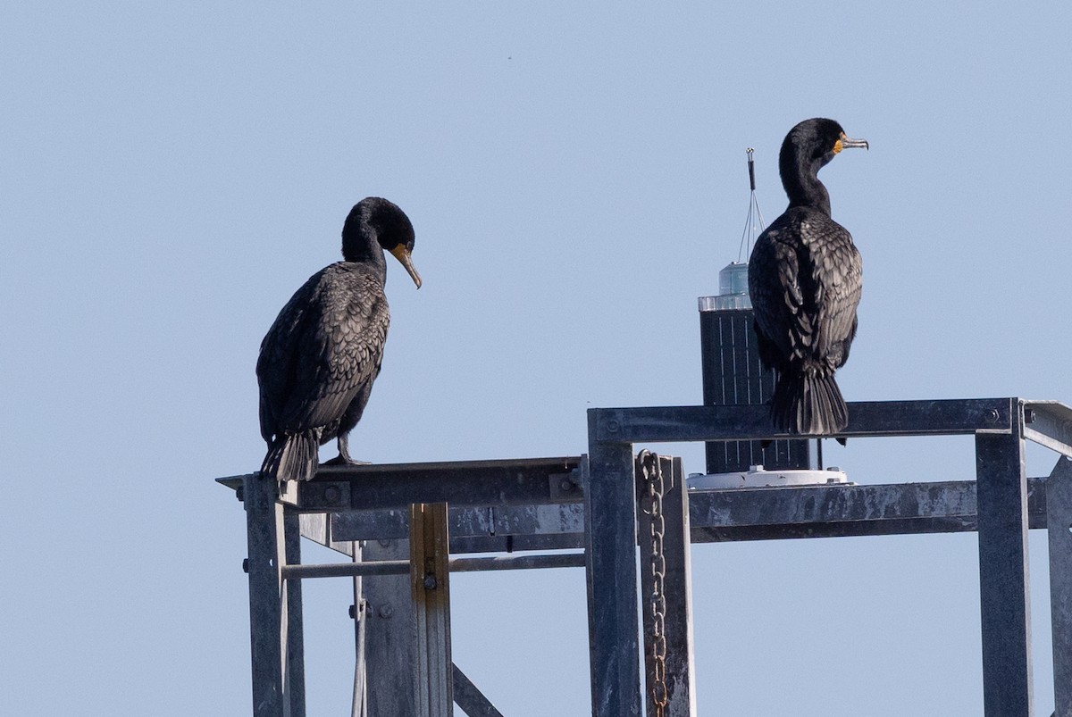 Double-crested Cormorant - ML640177779