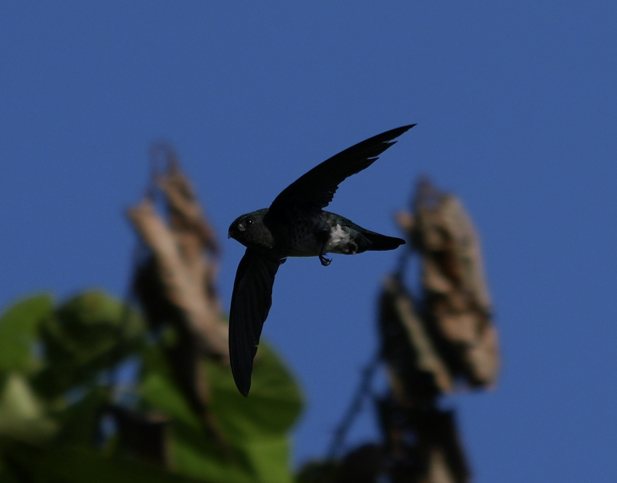 Glossy Swiftlet - ML640177783
