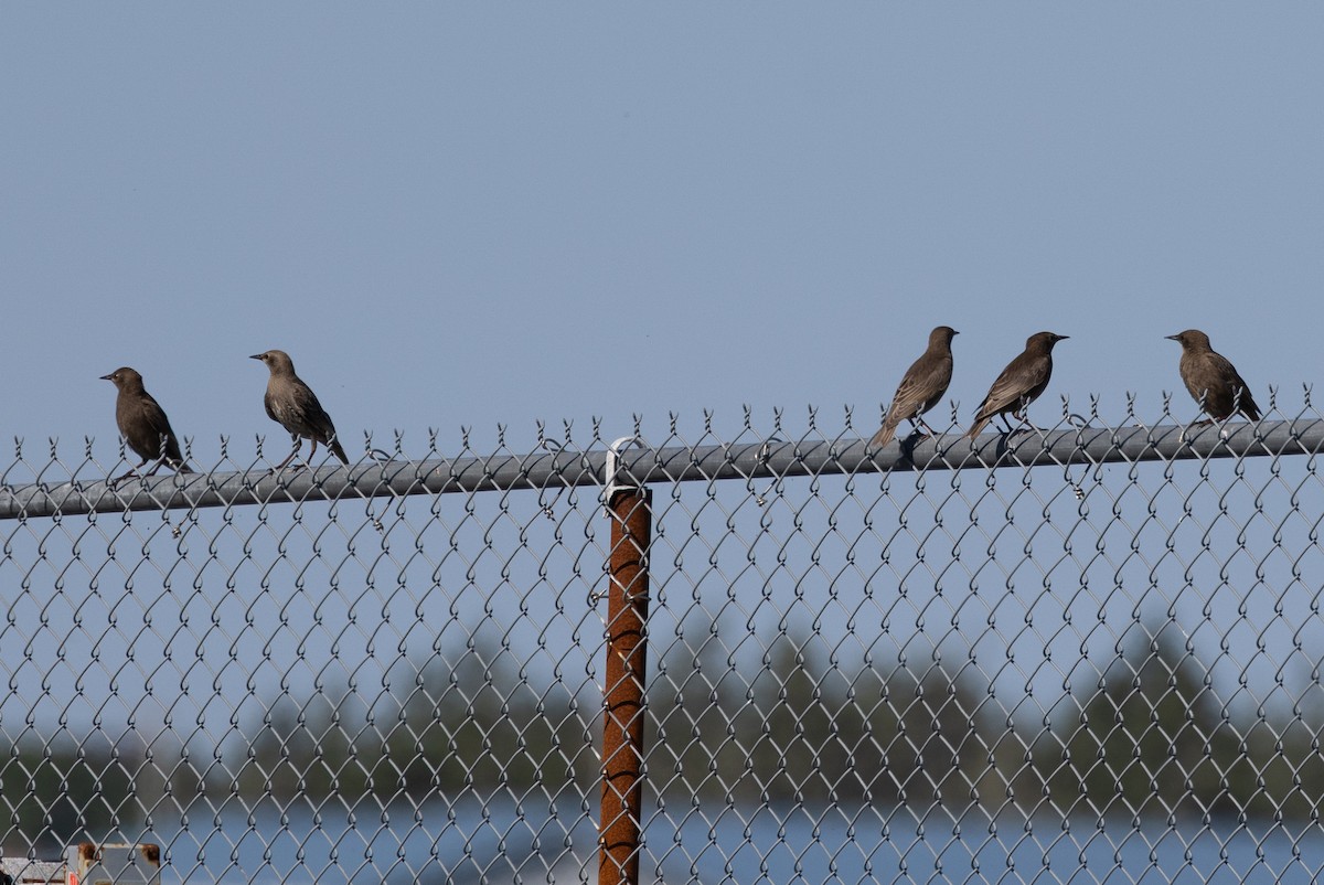 European Starling - ML640177786