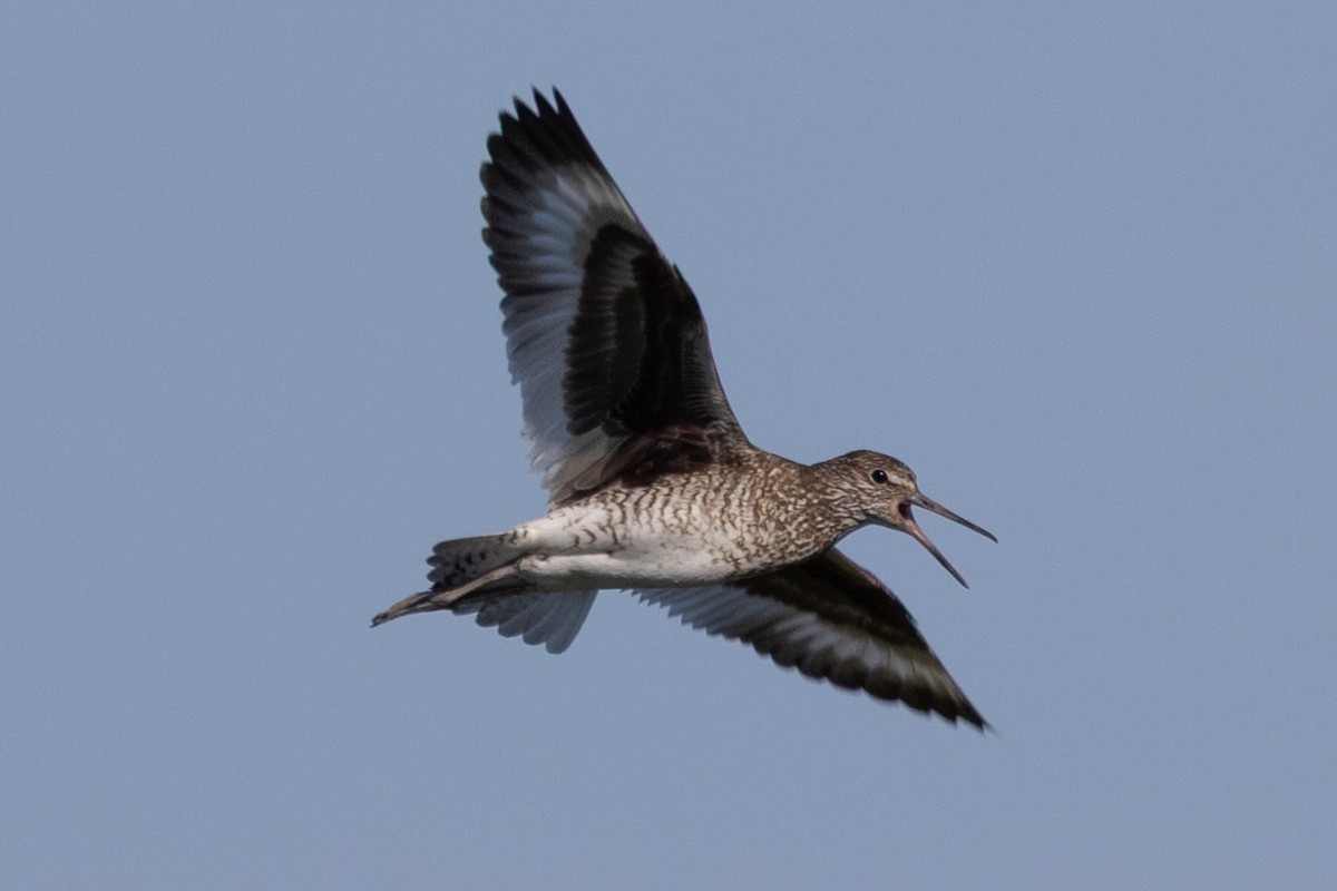 Willet - ML640177800