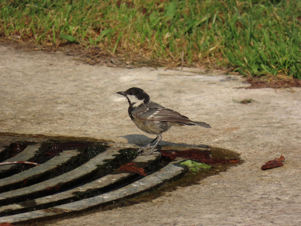 Coal Tit - ML640177818