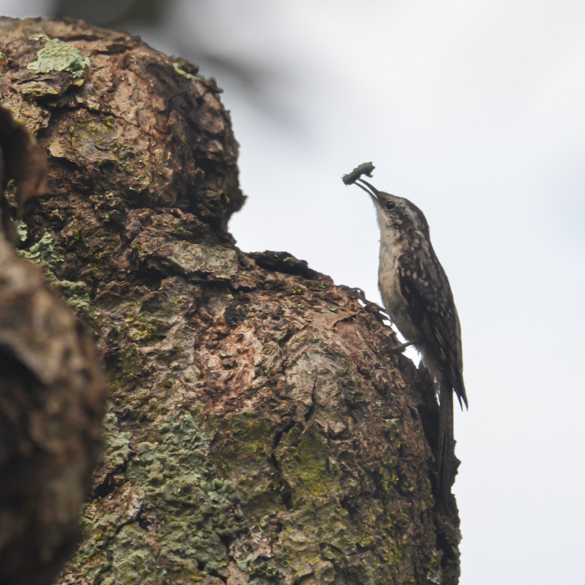 Bar-tailed Treecreeper - ML640177828