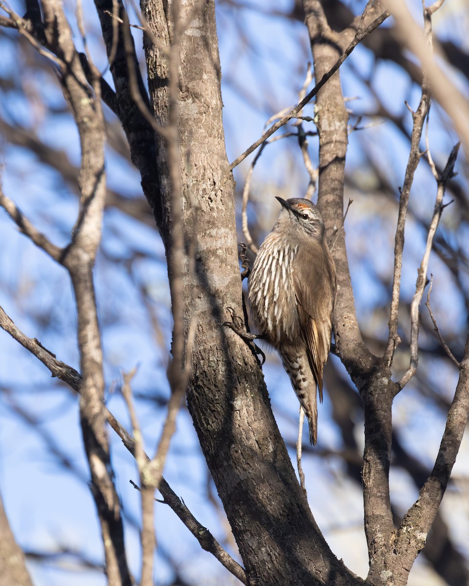 White-browed Treecreeper - ML640177836