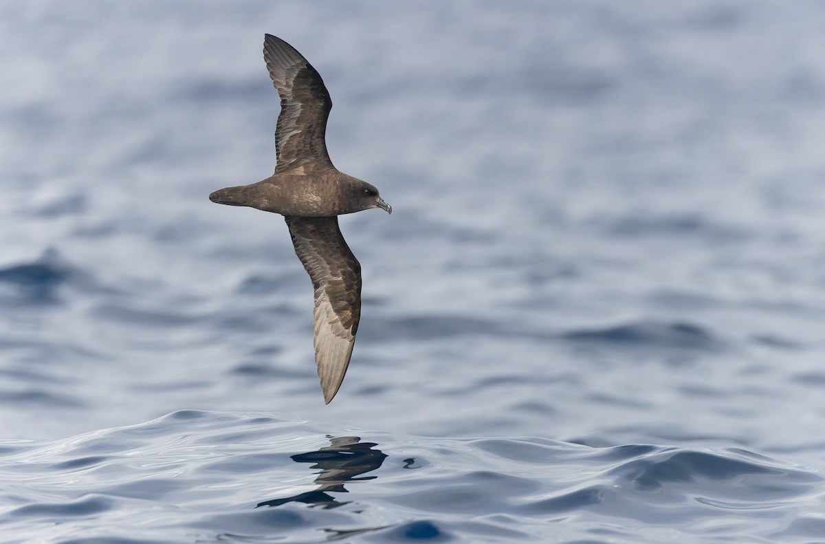 Great-winged Petrel - ML640177899