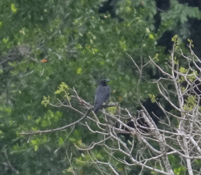 Sulawesi Crow - ML640177900