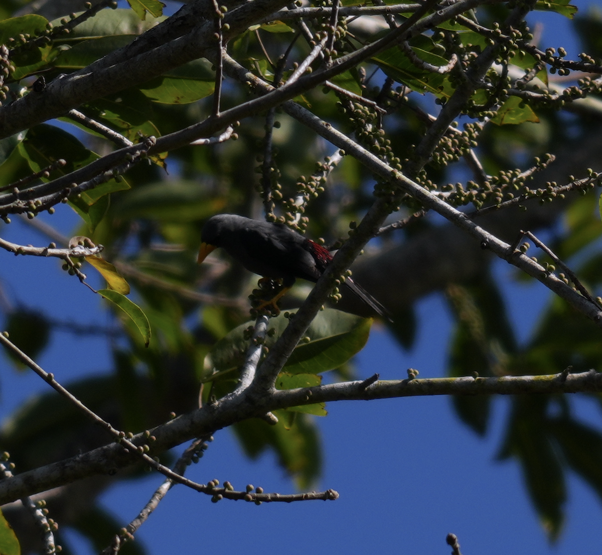 Finch-billed Myna - ML640177960