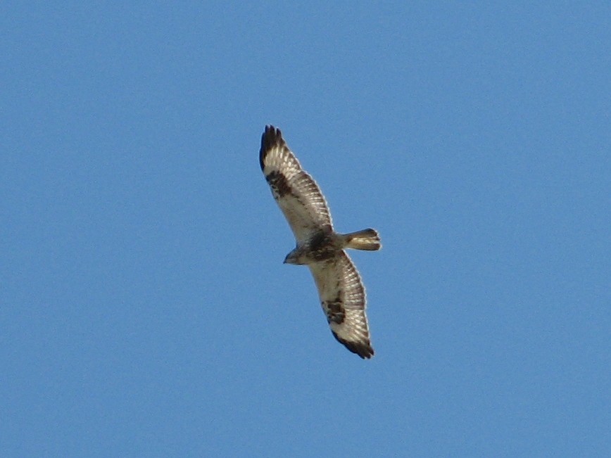 Rough-legged Hawk - ML640178009