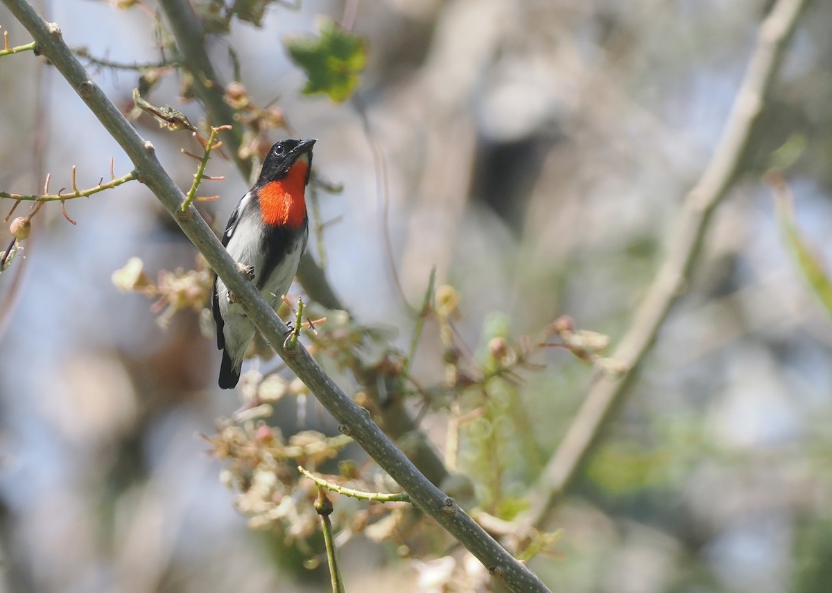 Sumba Flowerpecker - ML640178061