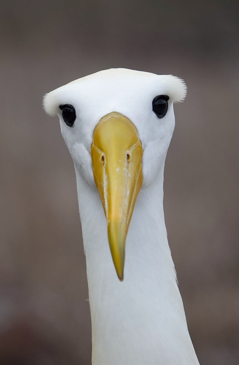 Waved Albatross - ML640178102