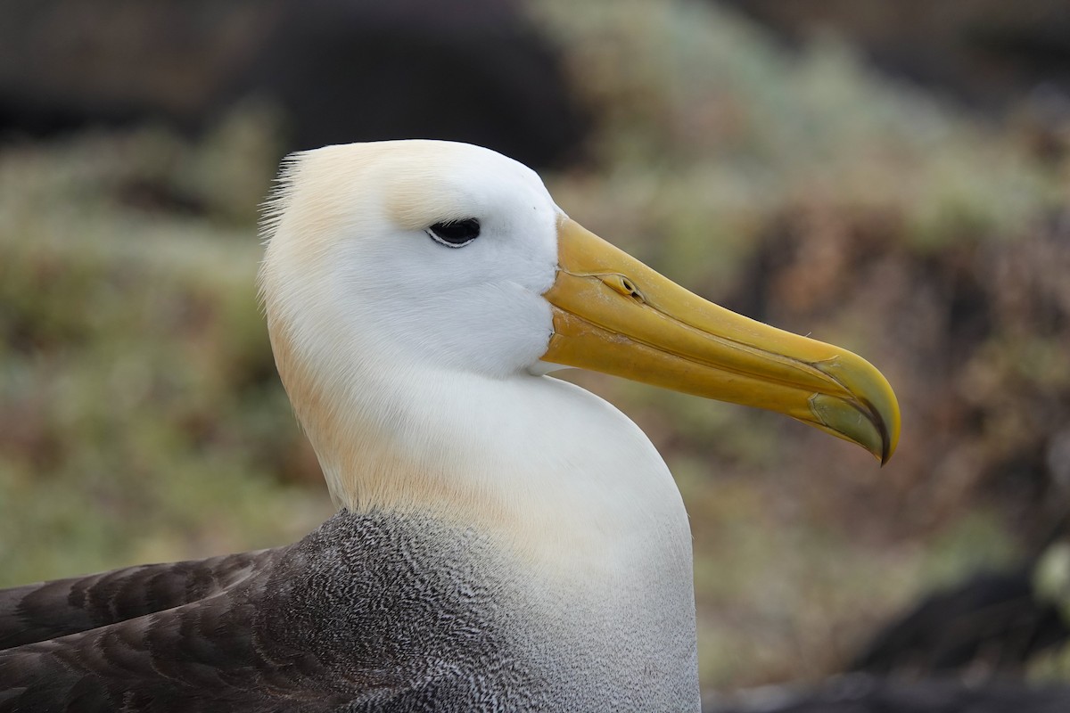 Waved Albatross - ML640178103