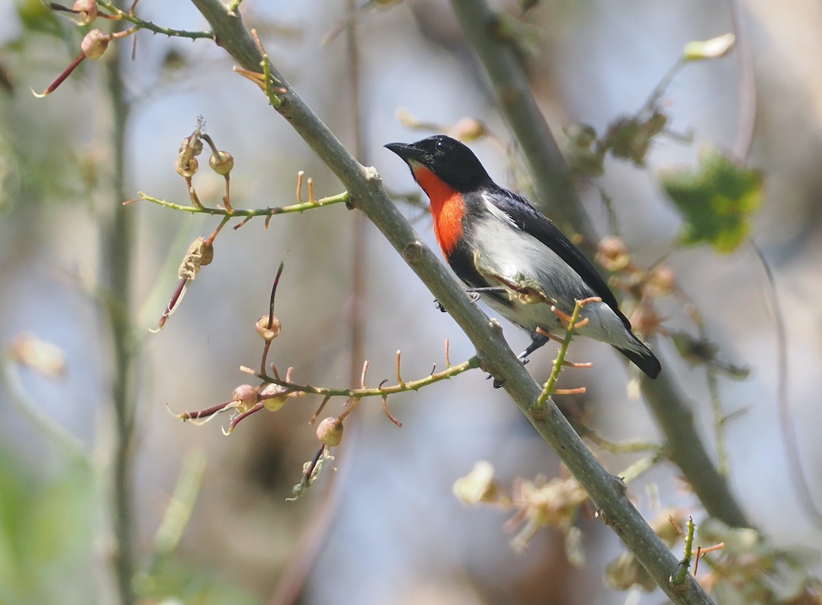 Sumba Flowerpecker - ML640178105