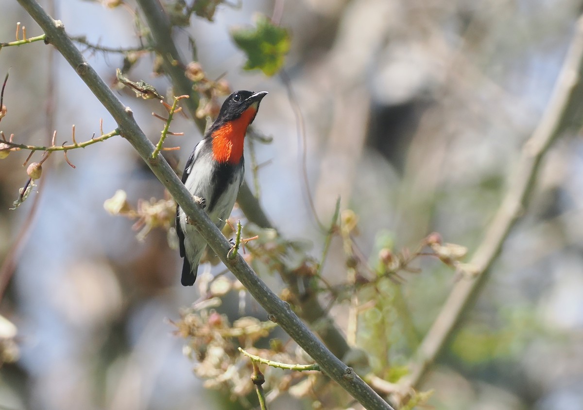 Sumba Flowerpecker - ML640178106