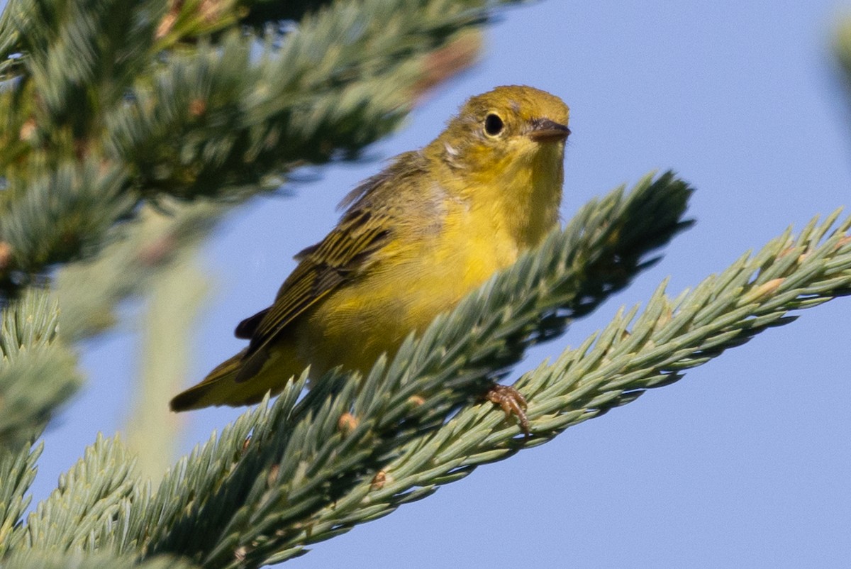 Yellow Warbler - ML640178109