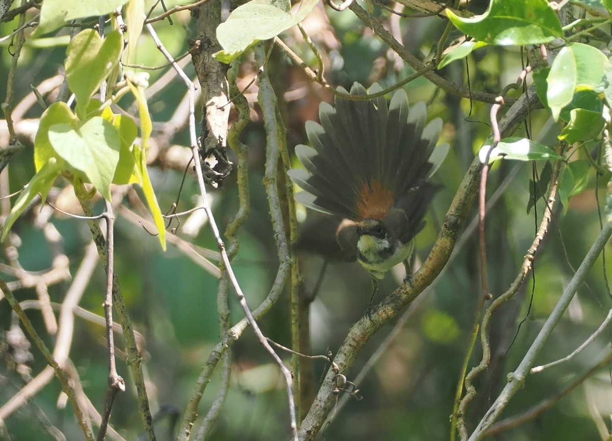 Supertramp Fantail (Lesser Sundas) - ML640178112