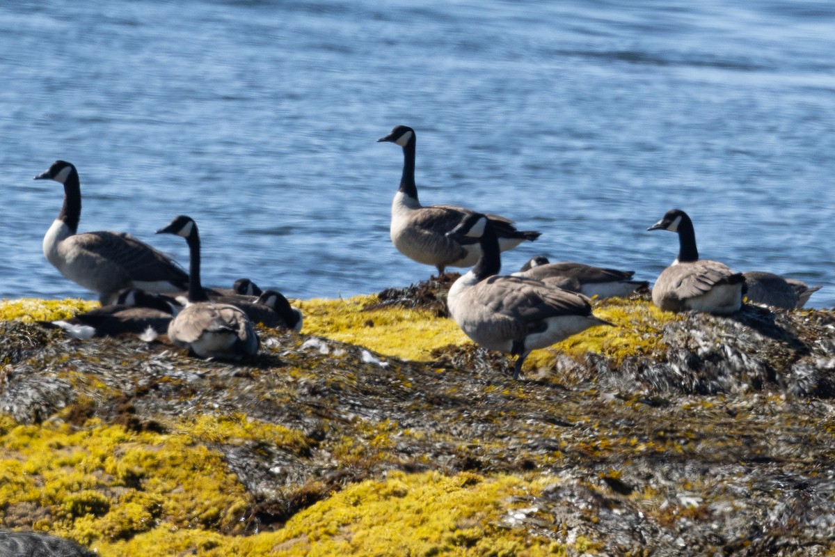 Canada Goose - ML640178113