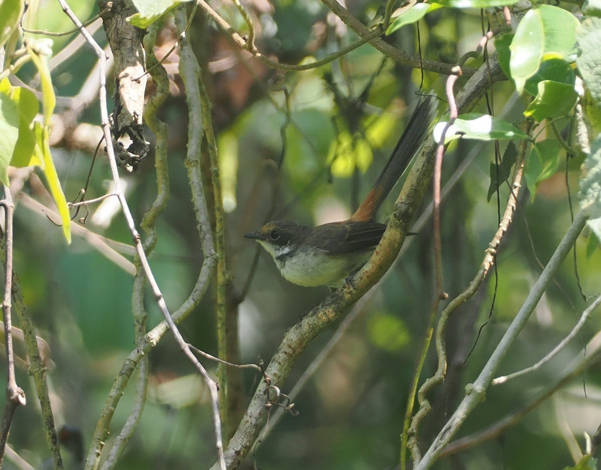 Supertramp Fantail (Lesser Sundas) - ML640178118