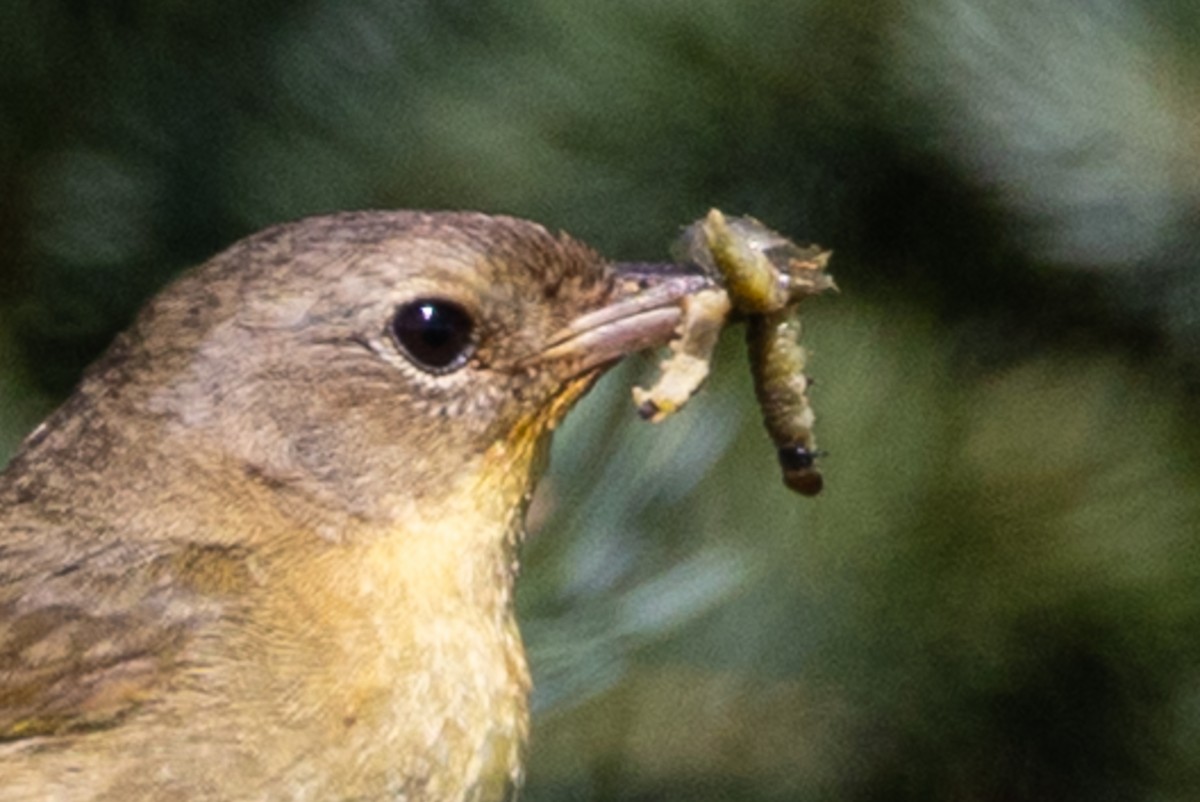 Common Yellowthroat - ML640178121