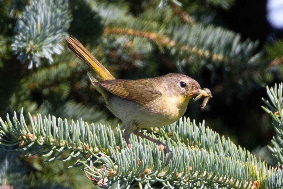 Common Yellowthroat - ML640178123