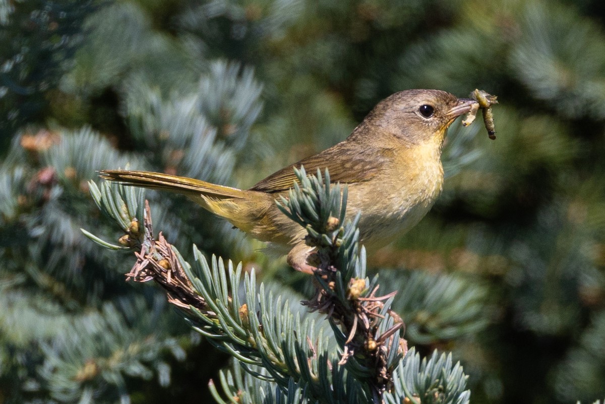 Common Yellowthroat - ML640178124