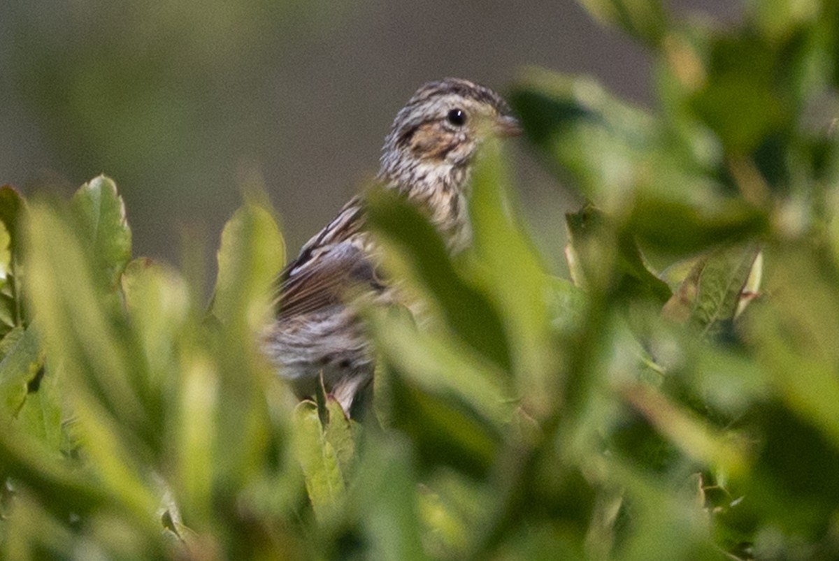 Savannah Sparrow - ML640178129