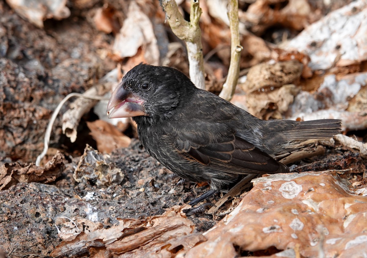 Large Ground-Finch - ML640178138