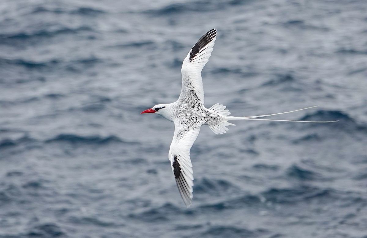 Red-billed Tropicbird - ML640178158