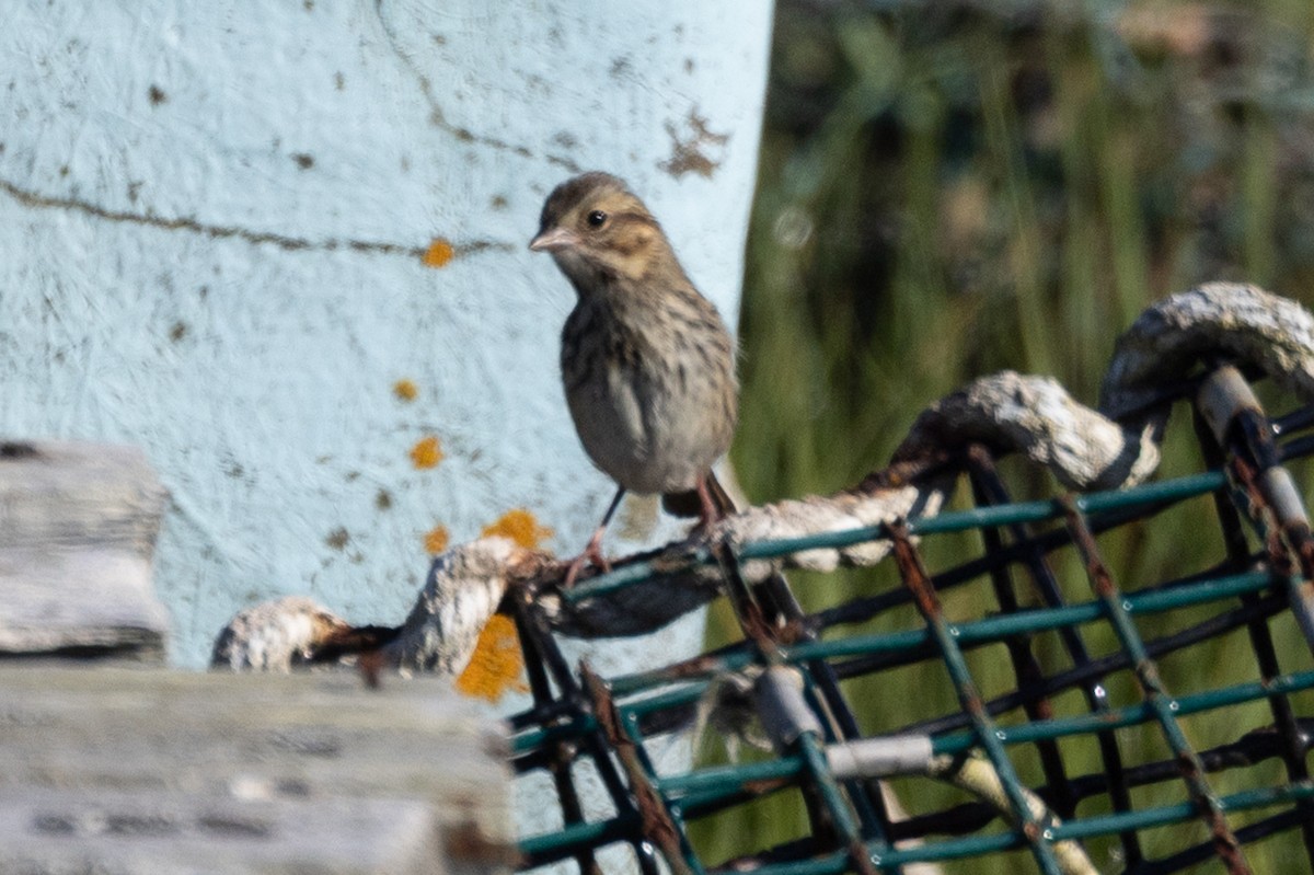 Swamp Sparrow - ML640178214