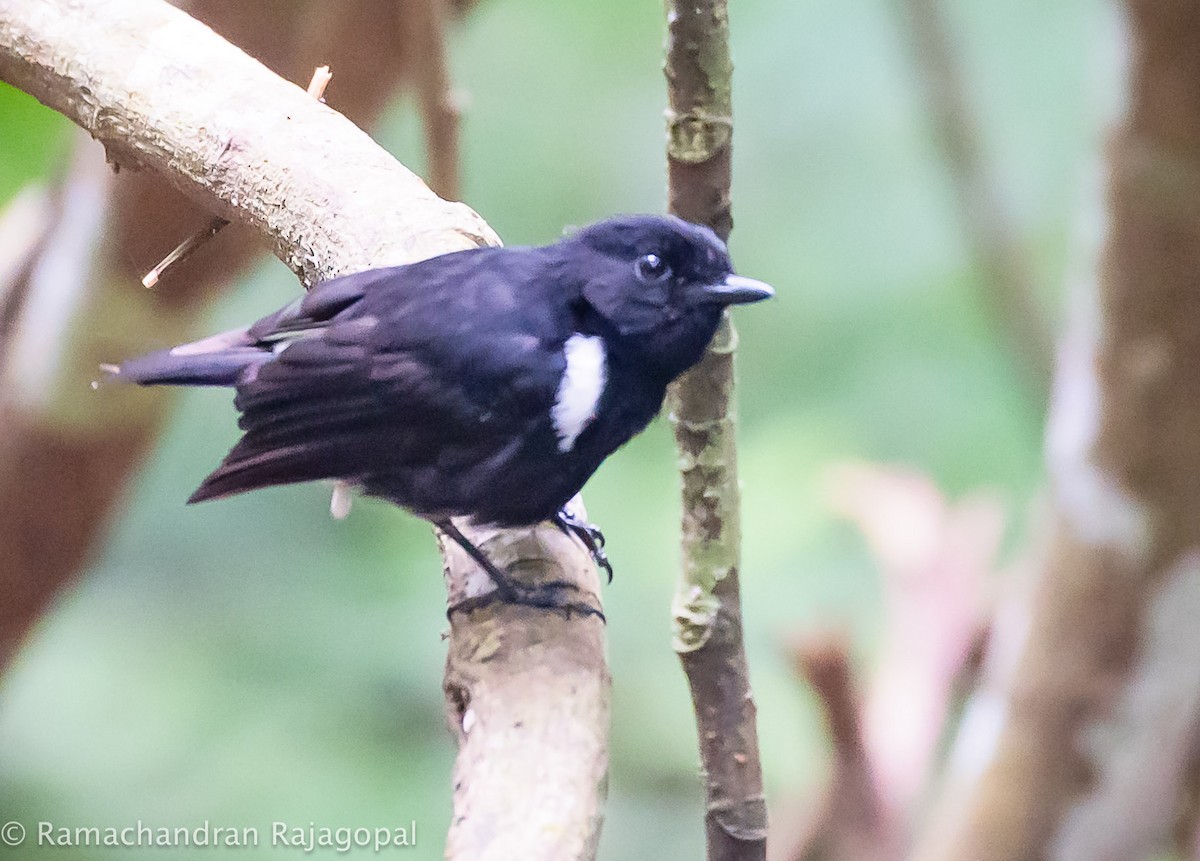 White-shouldered Fairywren - ML640178216