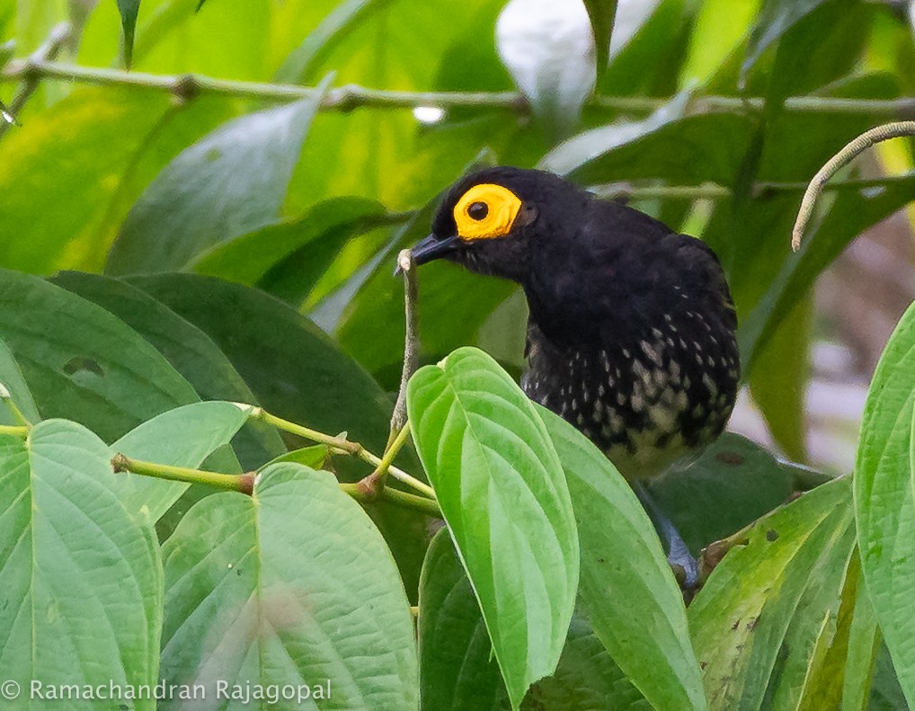Arfak Honeyeater - ML640178228