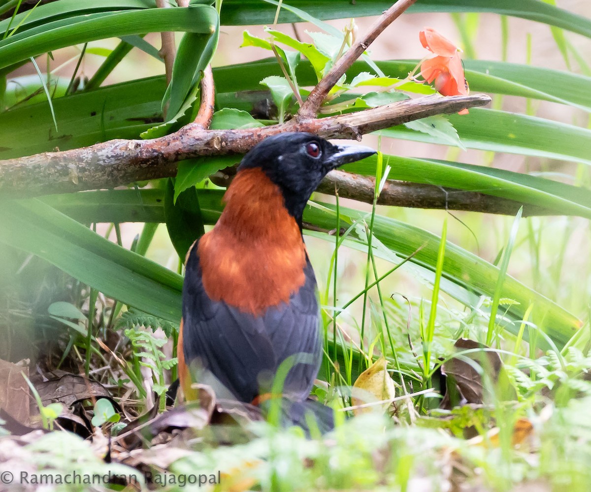 Hooded Pitohui - ML640178239