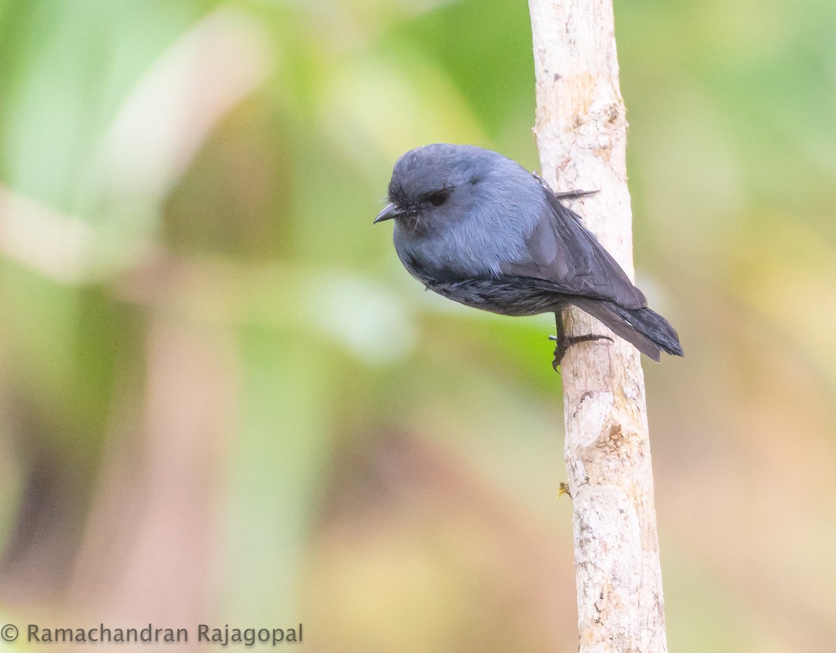 Blue-gray Robin - ML640178242