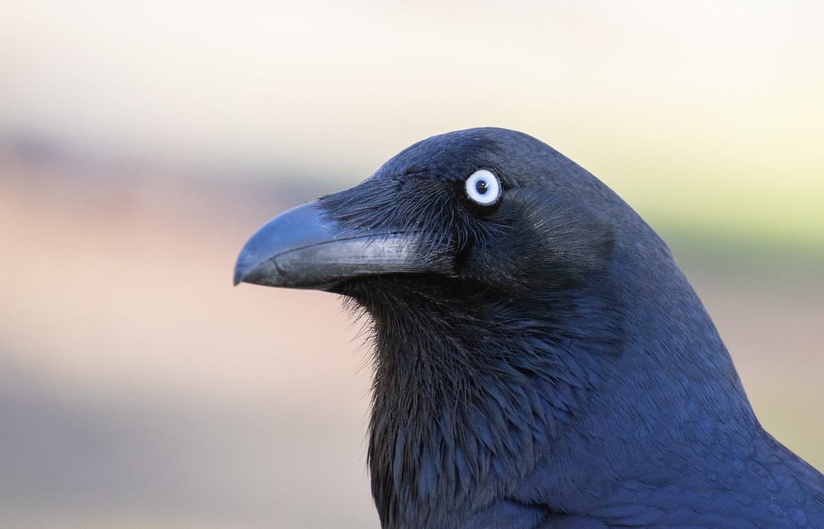 Forest Raven - ML640178244