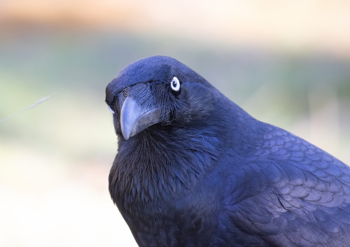 Forest Raven - ML640178246