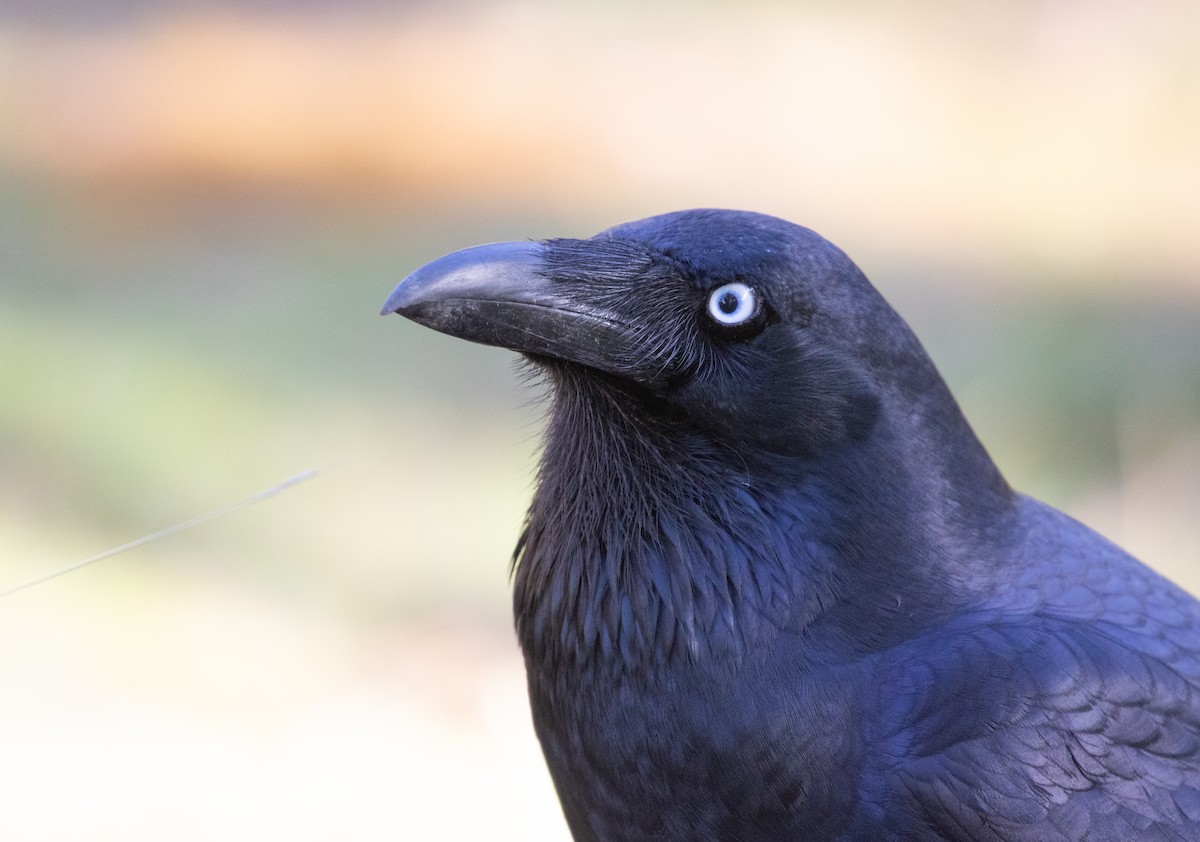 Forest Raven - ML640178247