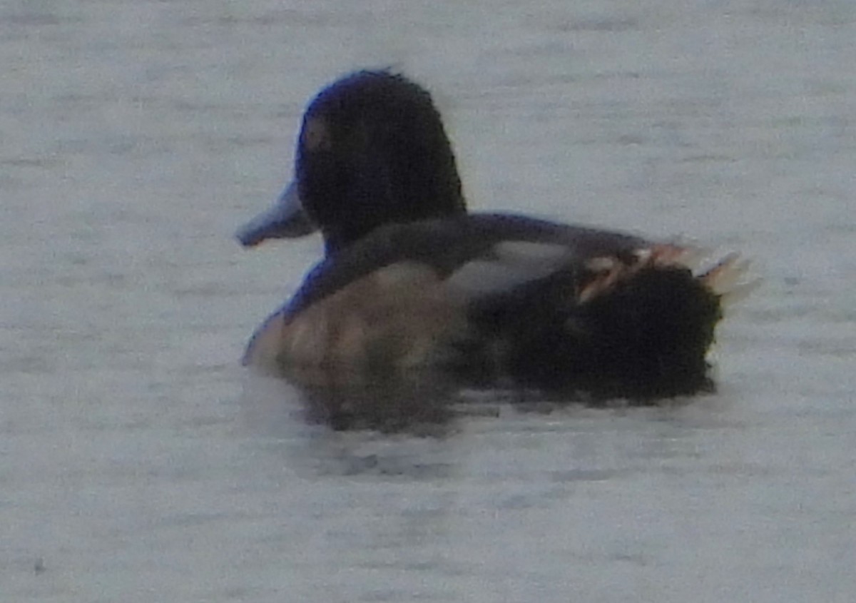 Ring-necked Duck - ML640178263