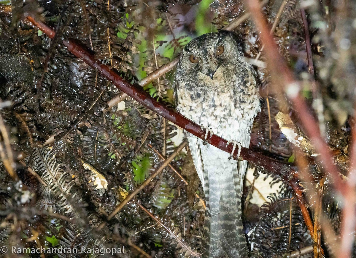Mountain Owlet-nightjar - ML640178290