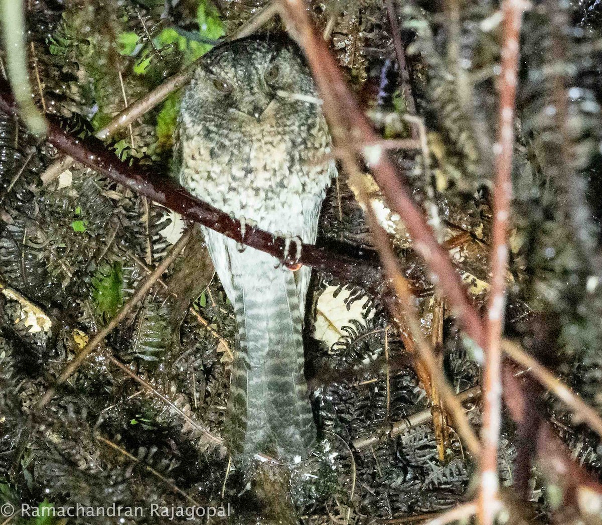 Mountain Owlet-nightjar - ML640178291