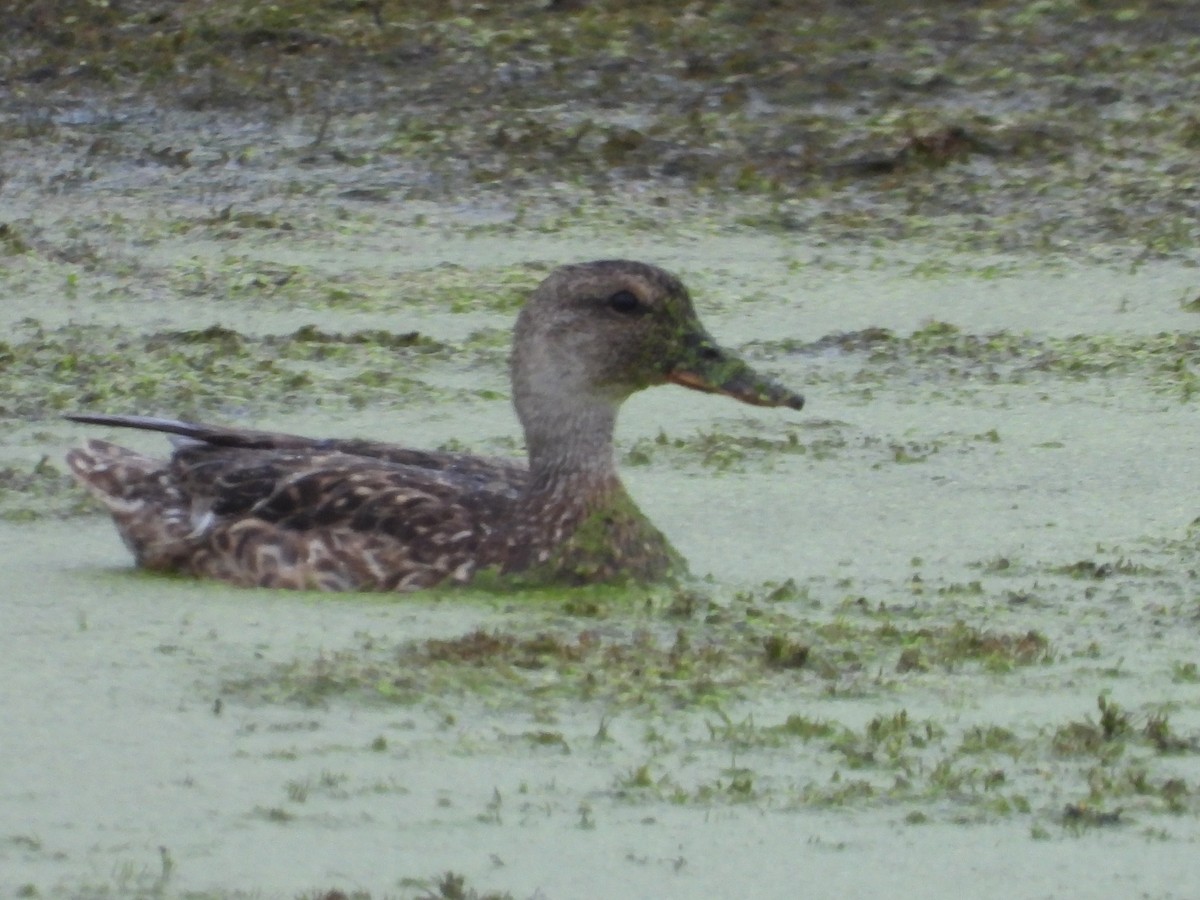 Canard chipeau - ML640178297