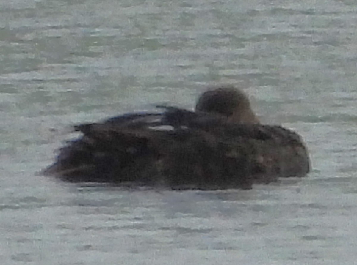 Canard chipeau - ML640178301