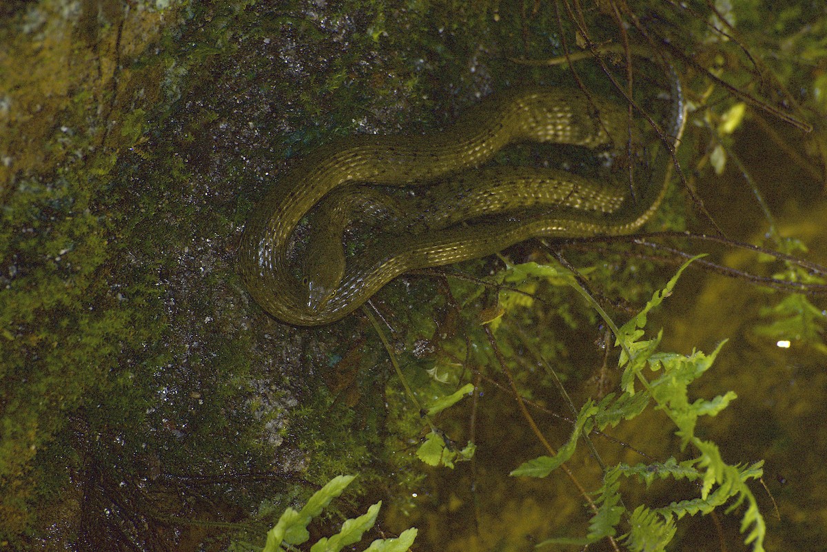 Reptiles - ML640178305