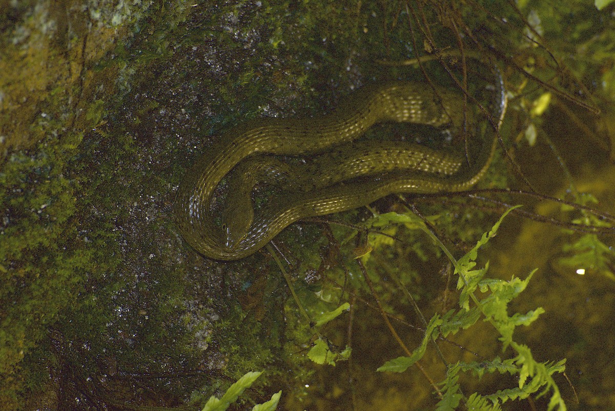 Reptiles - ML640178306