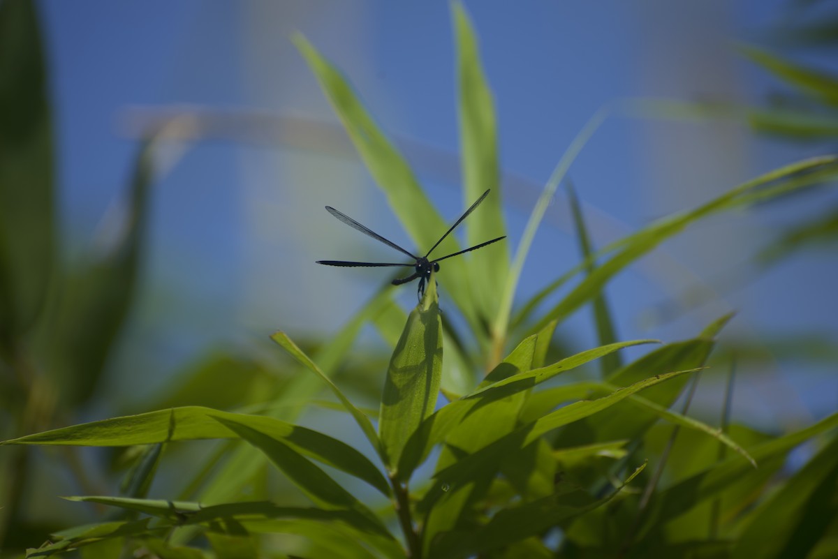 Insects - ML640178311