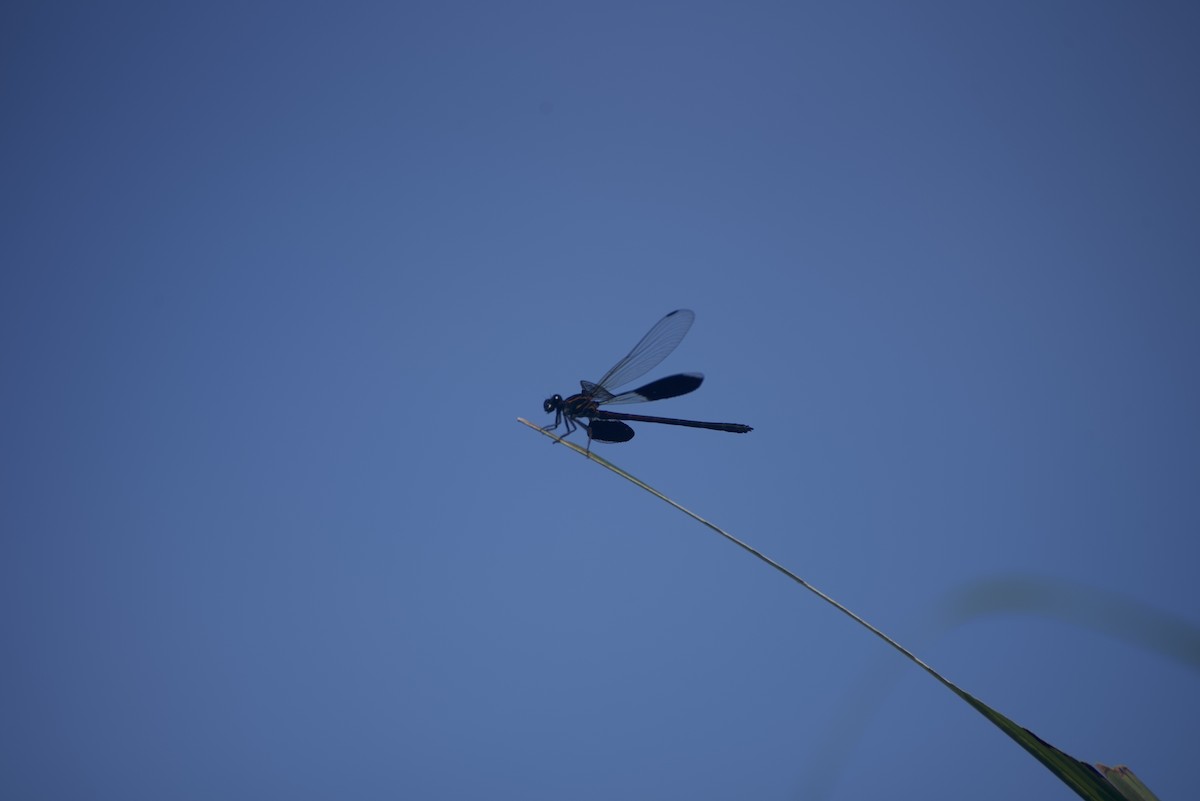 Insects - ML640178312