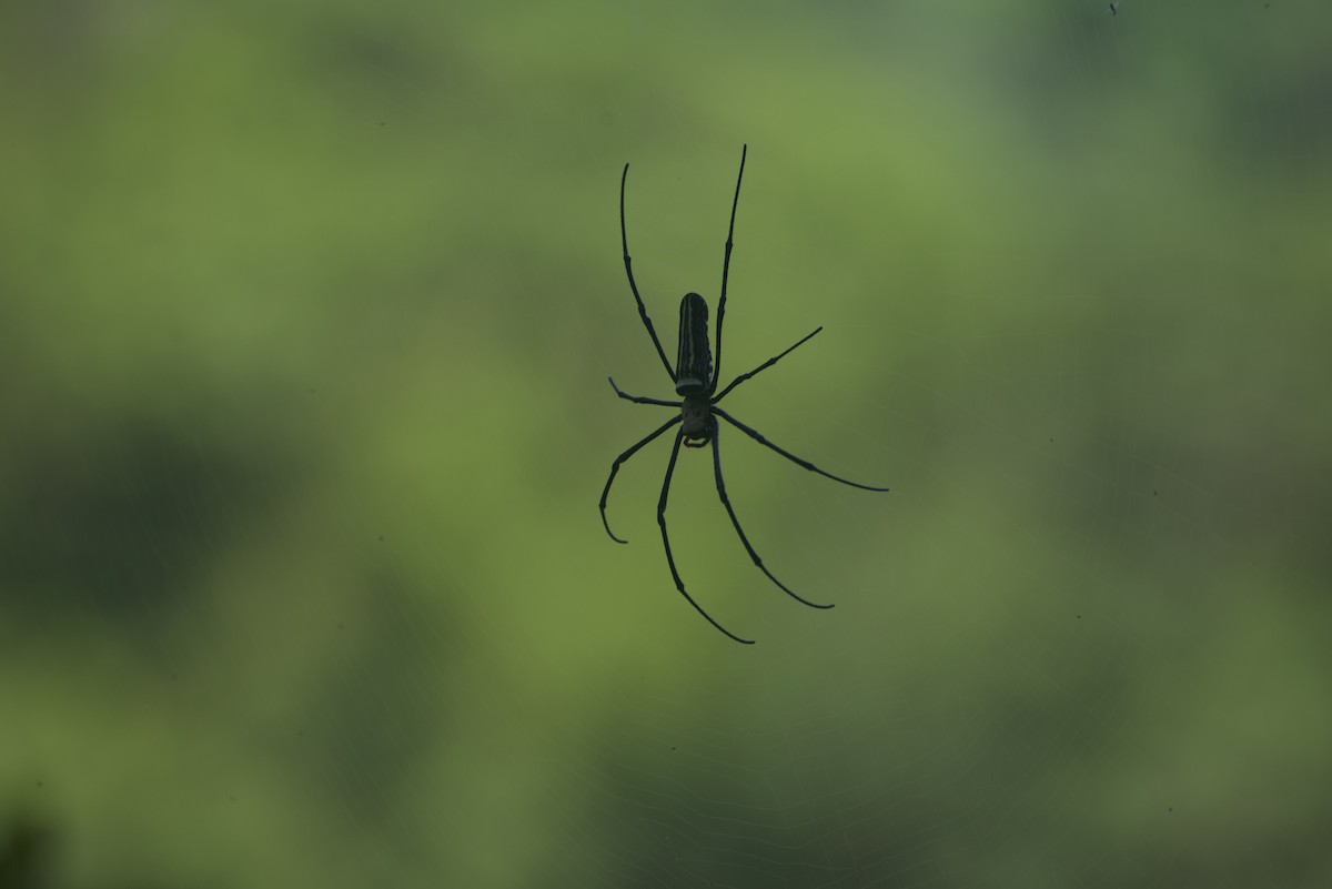 Arachnids - ML640178313